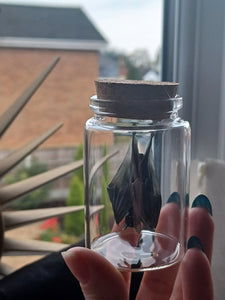 Resting Bat Glass Curio Jar