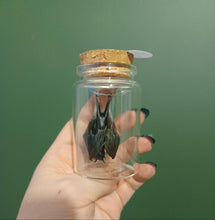 Load image into Gallery viewer, Resting Bat Glass Curio Jar